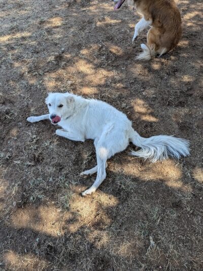 Pocket Park for Pups - Queen Creek, AZ