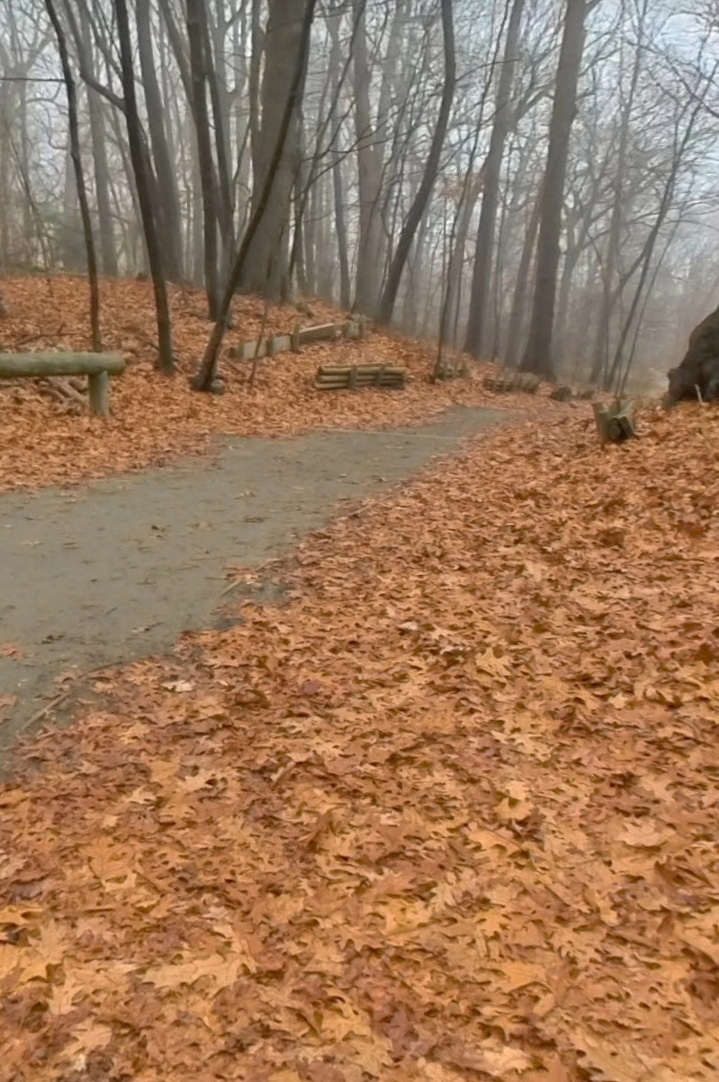 Forest Park forest trails - Queens, NY
