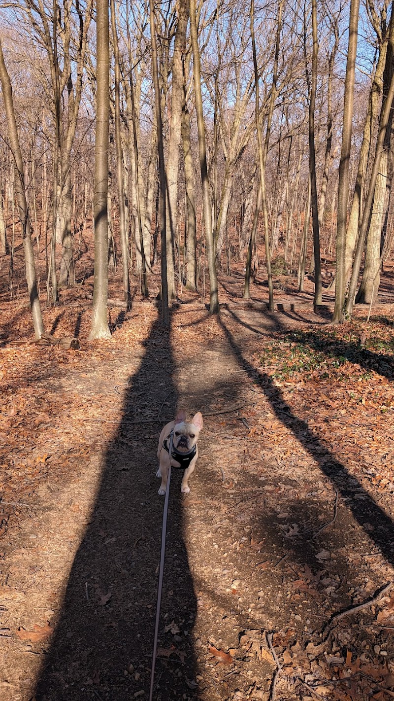 Forest Park forest trails - Queens, NY