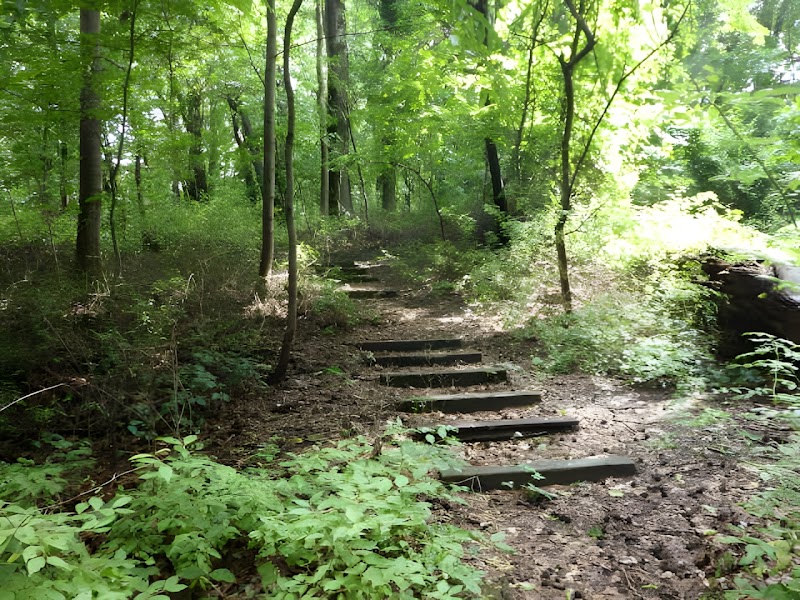 Potamogeton Pond - Queens Village, NY