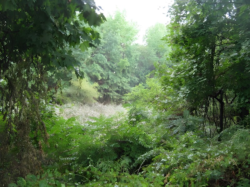 Potamogeton Pond - Queens Village, NY