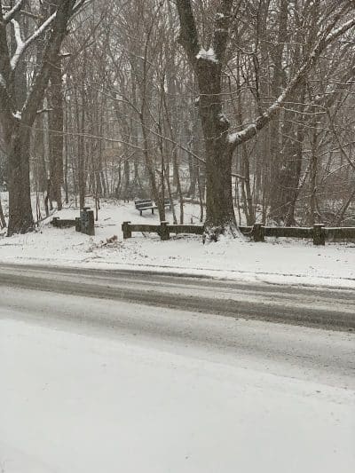 Potamogeton Pond - Queens Village, NY