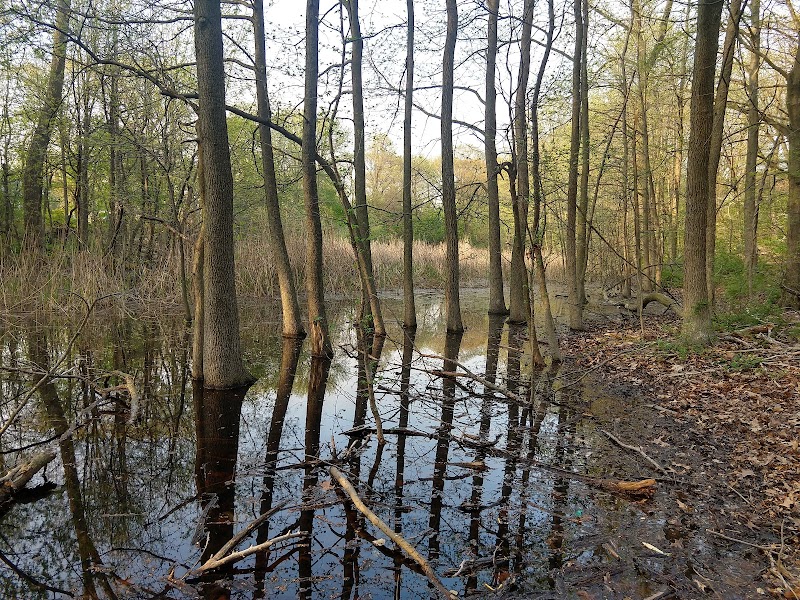 Potamogeton Pond - Queens Village, NY
