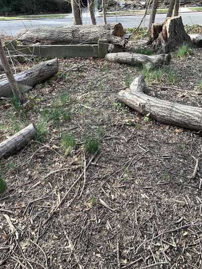Potamogeton Pond - Queens Village, NY