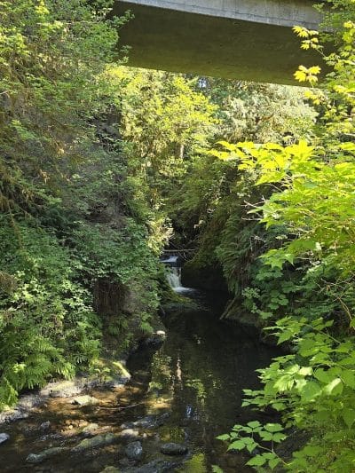 Quinault Loop Trailhead - Quinault, WA