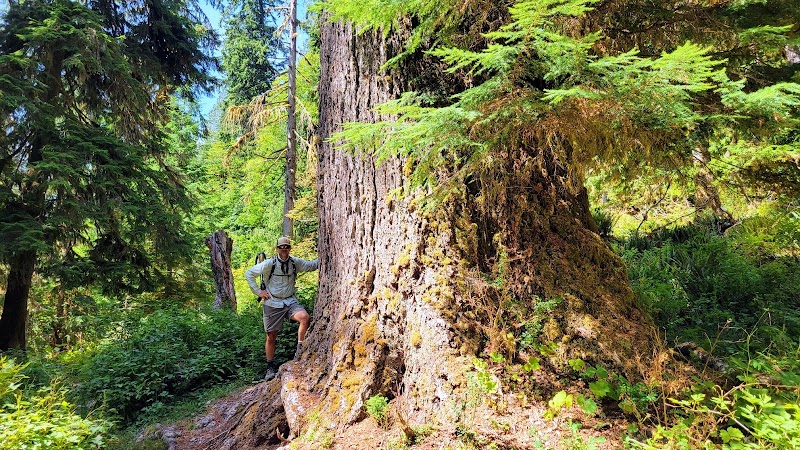Quinault Loop Trailhead - Quinault, WA