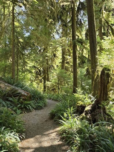 Quinault Loop Trailhead - Quinault, WA