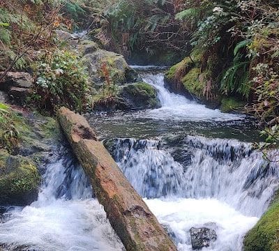 Quinault Loop Trailhead - Quinault, WA