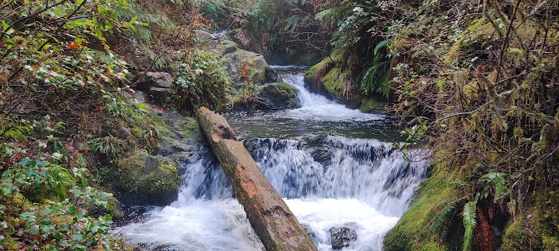 Quinault Loop Trailhead - Quinault, WA