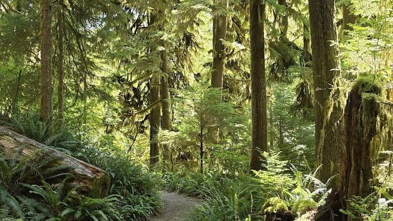 Quinault Loop Trailhead - Quinault, WA