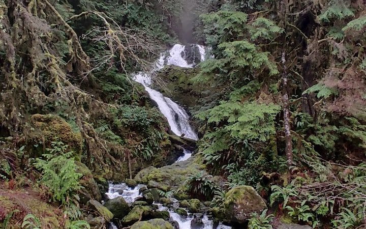 Quinault Loop Trailhead - Quinault, WA