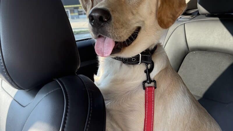 Blue Cord K9 - Raeford, NC