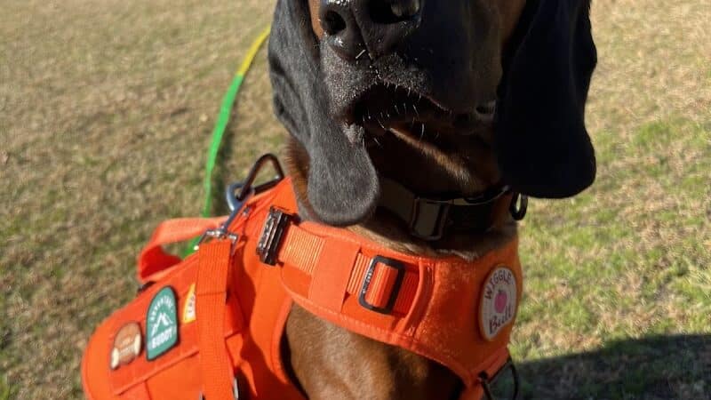 Blue Cord K9 - Raeford, NC