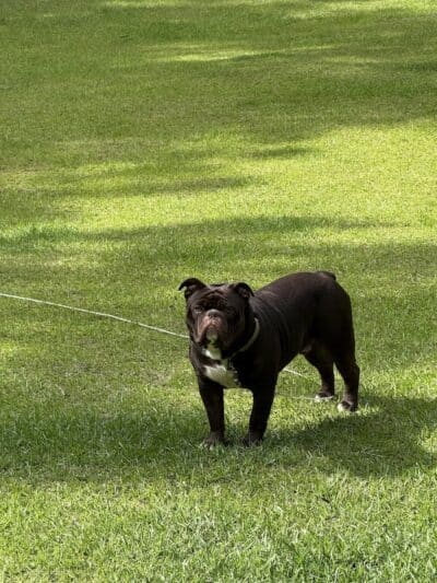 Blue Cord K9 - Raeford, NC