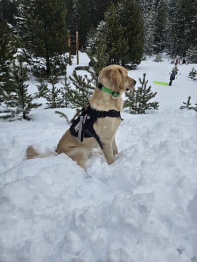 Blue Cord K9 - Raeford, NC