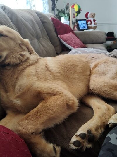 Blue Cord K9 - Raeford, NC