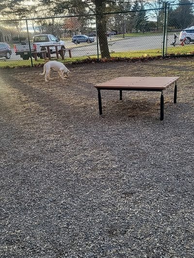 Randolph dog park - Randolph, NJ