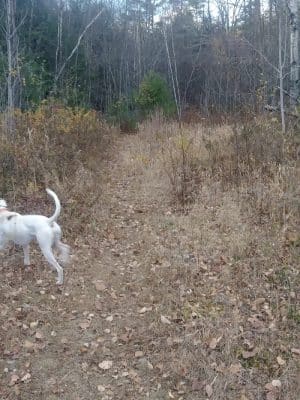 Riverside Bark Dog Park