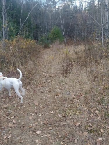 Riverside Bark Dog Park