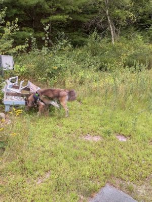 Riverside Bark Dog Park