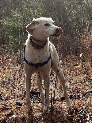 Riverside Bark Dog Park
