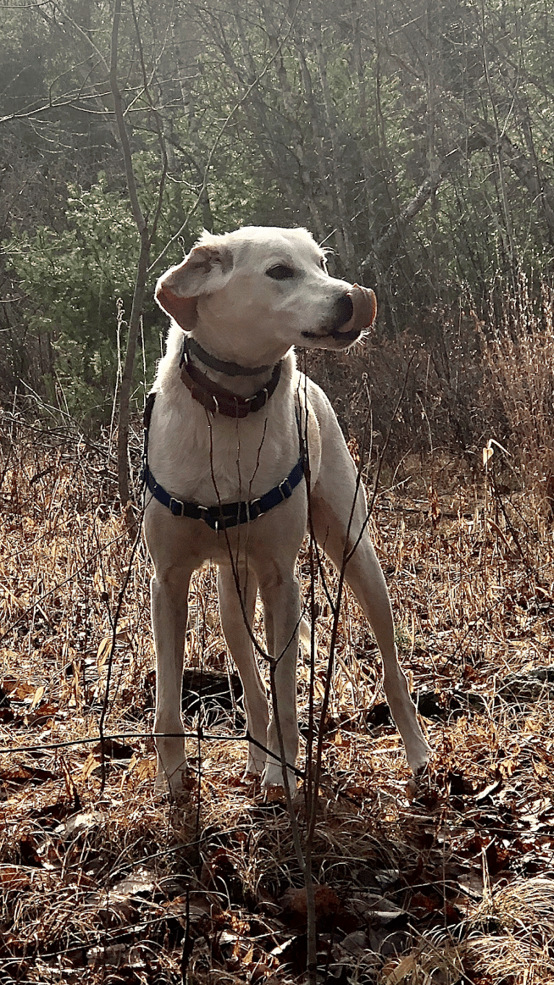 Riverside Bark Dog Park - Raymond, NH