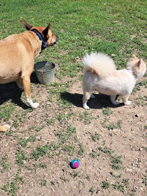 Red Bank Dog Park