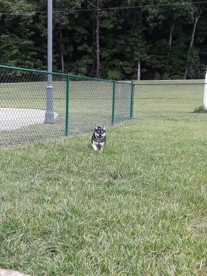 Red Bank Dog Park