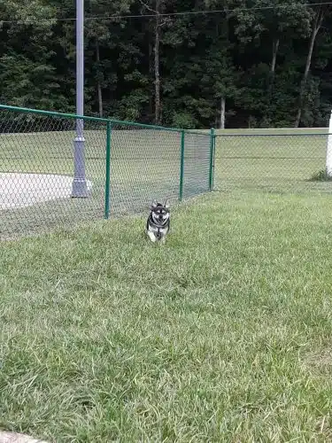 Red Bank Dog Park