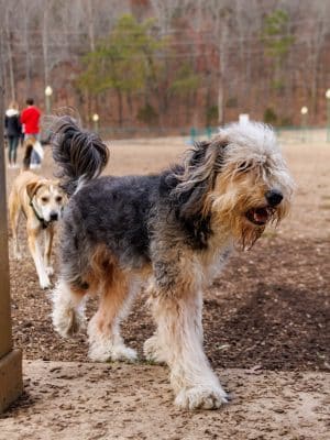 Red Bank Dog Park