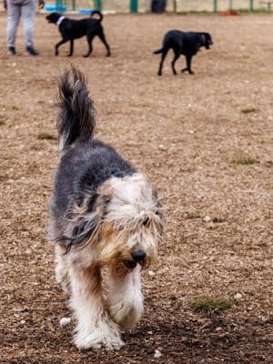 Red Bank Dog Park