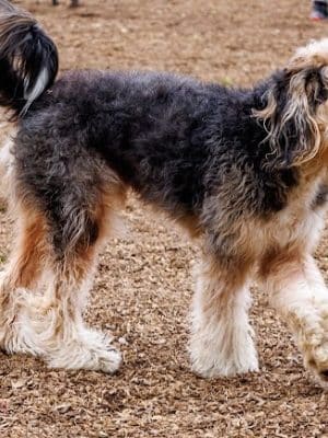Red Bank Dog Park