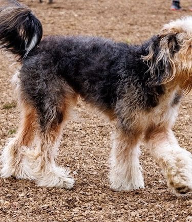 Red Bank Dog Park