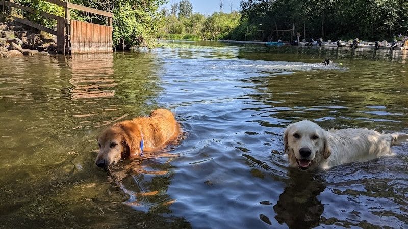 Marymoor Off-Leash Dog Park - Redmond, WA