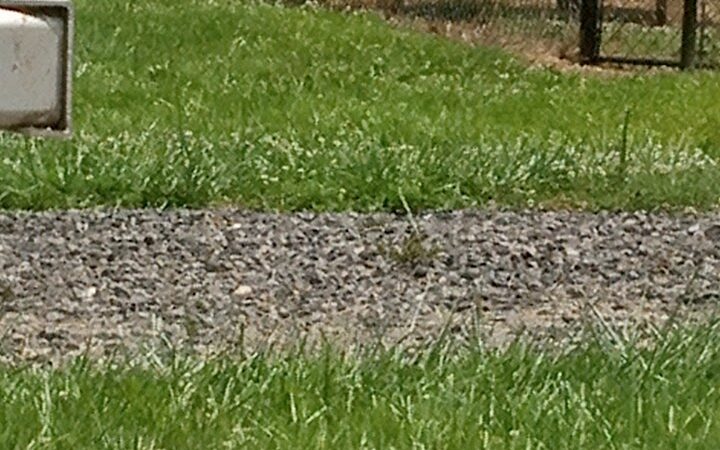 Jaycee Dog Park - Reidsville, NC