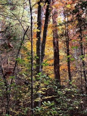 Clemmer Trailhead