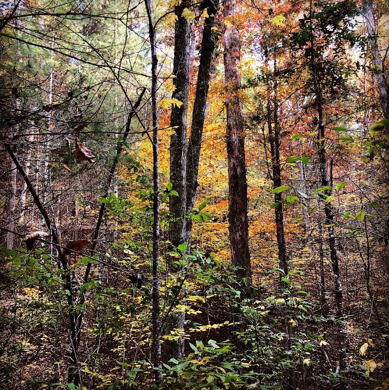 Clemmer Trailhead - Reliance, TN