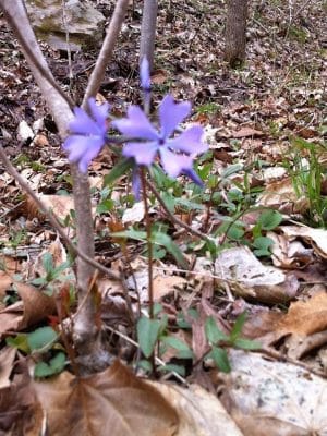 Clemmer Trailhead
