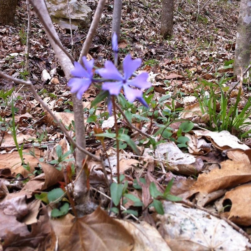 Clemmer Trailhead - Reliance, TN