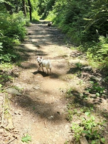 Goforth Creek Trailhead