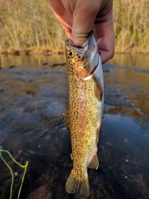 Towee Creek Recreation Area
