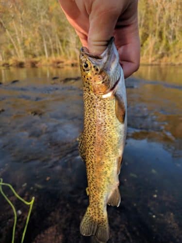 Towee Creek Recreation Area