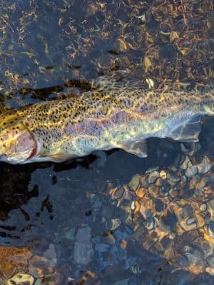 Towee Creek Recreation Area