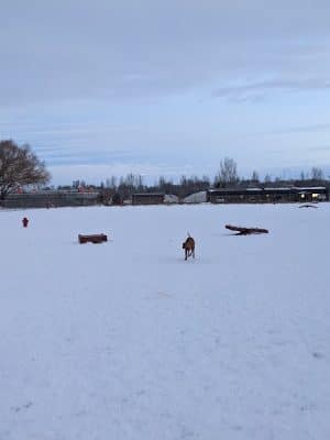 Nature Park Dog Park