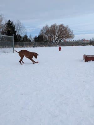 Nature Park Dog Park