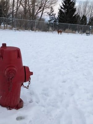 Nature Park Dog Park