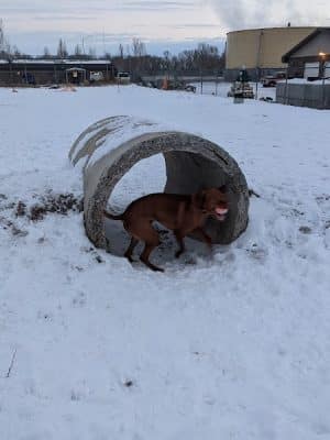 Nature Park Dog Park