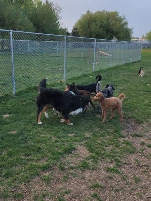 Nature Park Dog Park