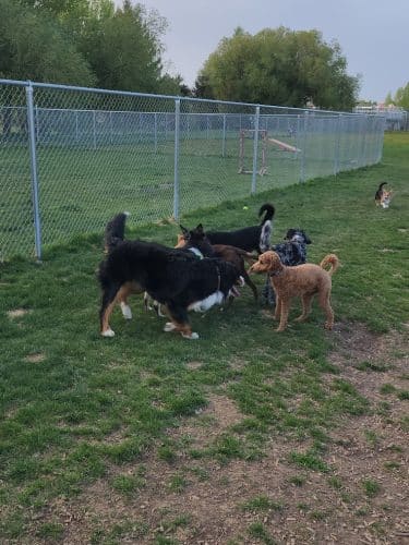 Nature Park Dog Park