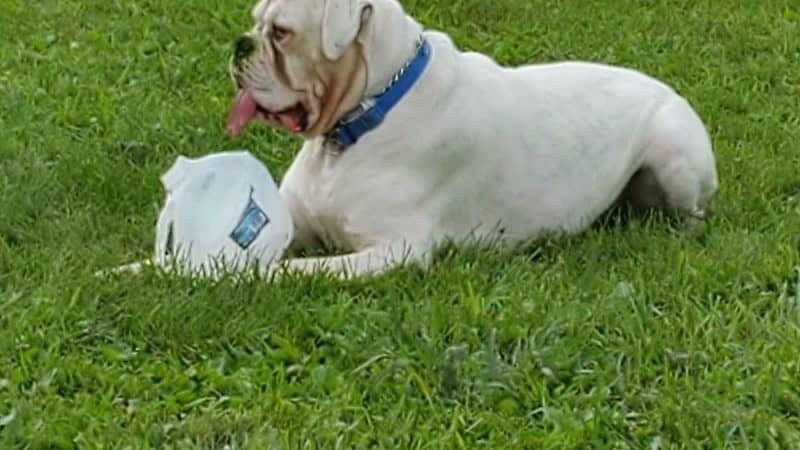 Mary Jane Row Dog Park - Rexford, NY